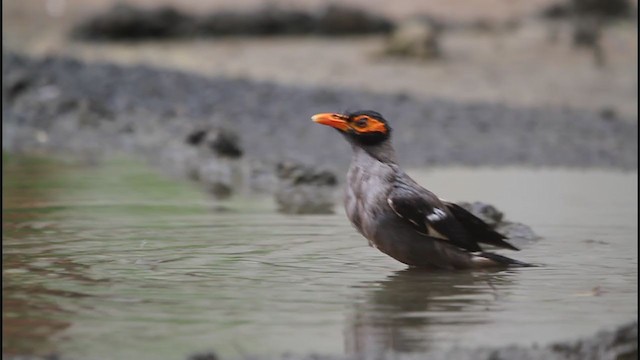 Bank Myna - ML257997171