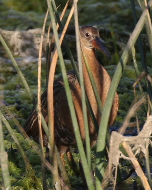 Ridgway's Rail - ML25799731