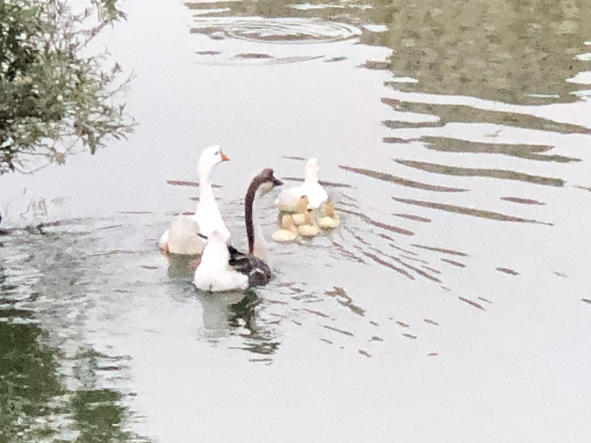 Domestic goose sp. (Domestic type) - ML257997341