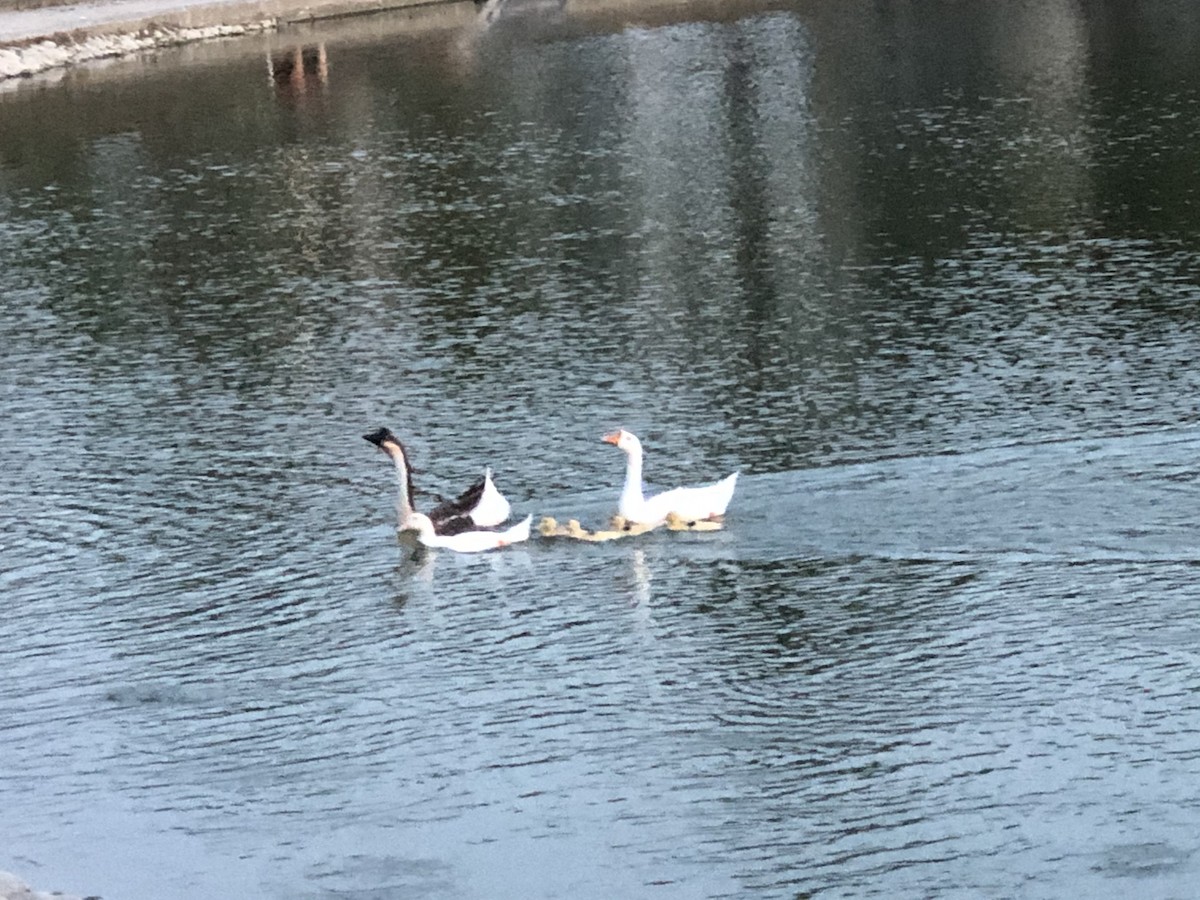 Oca domestica - ML257997371