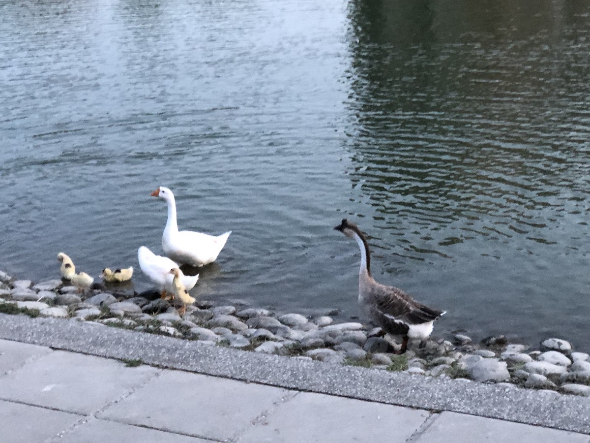 Oca domestica - ML257997381