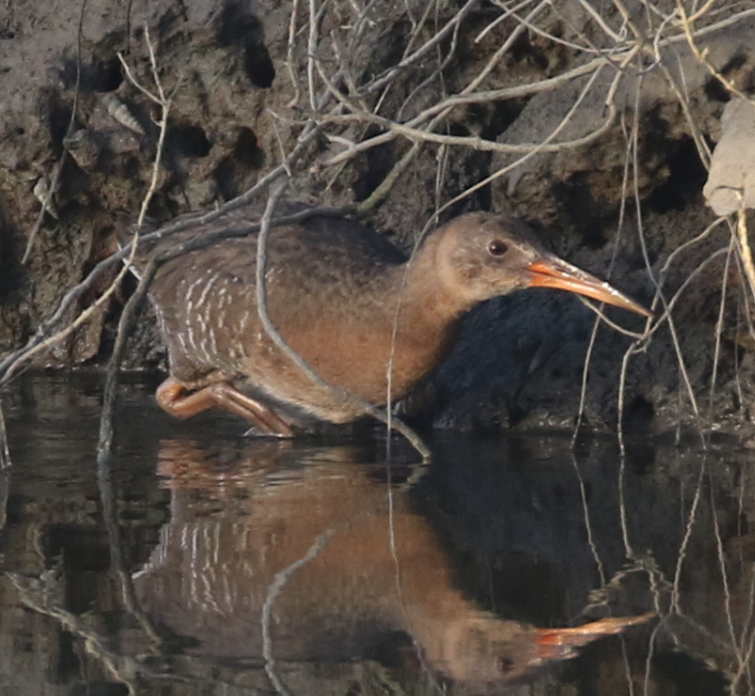 Ridgway's Rail - ML25799781