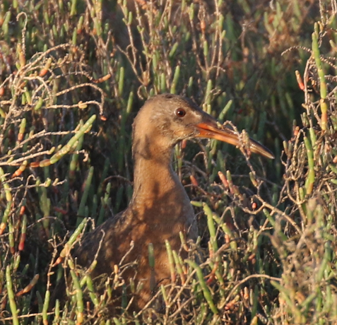 Ridgway's Rail - ML25799791