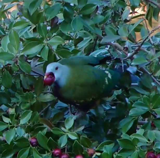 Wompoo Fruit-Dove - Dwaine Laxdal