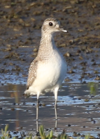 Black-bellied Plover - ML25799811