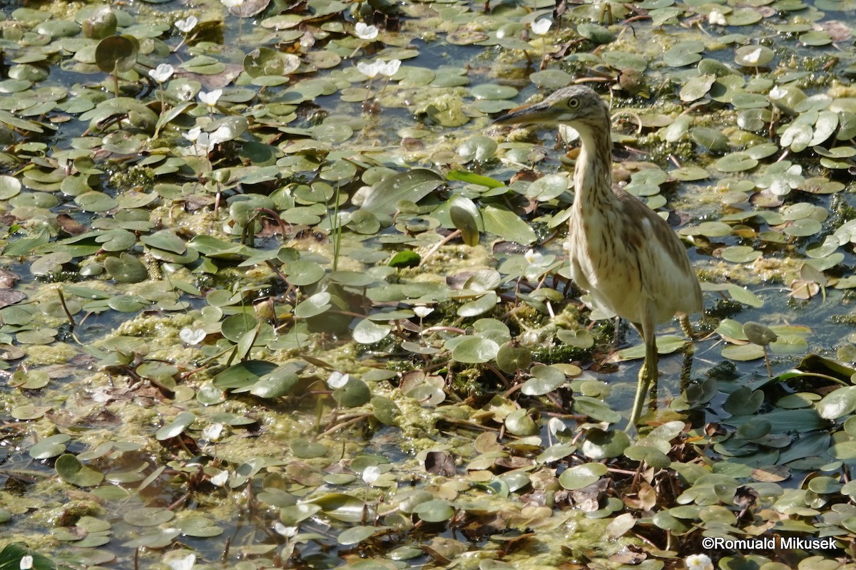 Squacco Heron - ML257998181