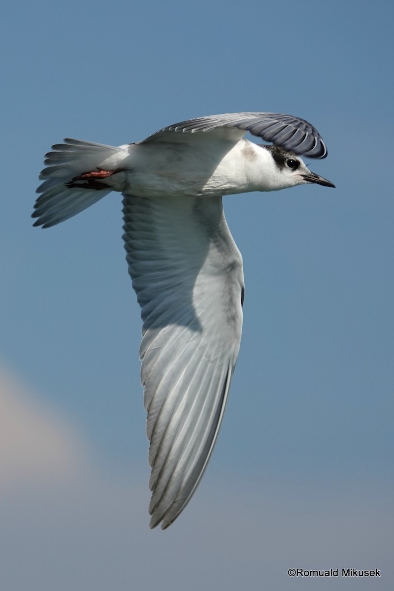 Whiskered Tern - ML257998461