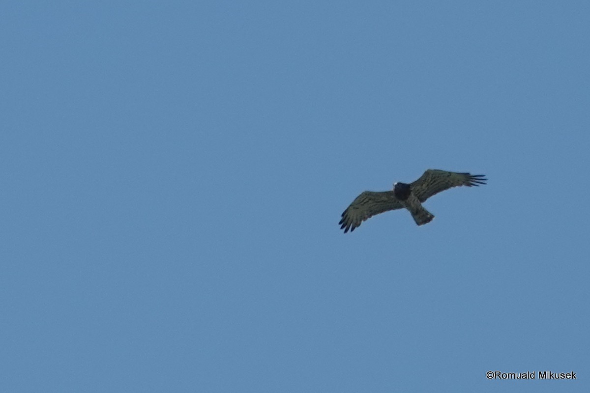 Short-toed Snake-Eagle - ML257998481