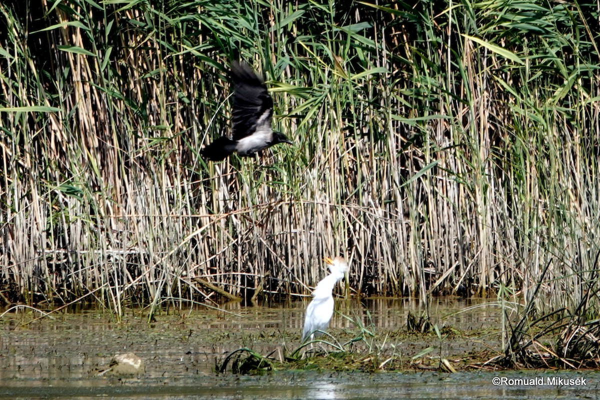 Western Cattle Egret - ML257998511