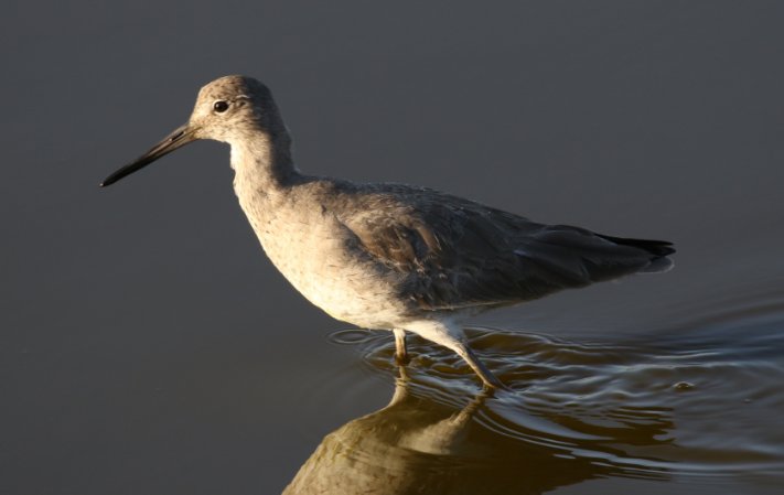 Willet - ML25799871