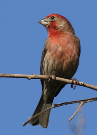 House Finch - ML25799941