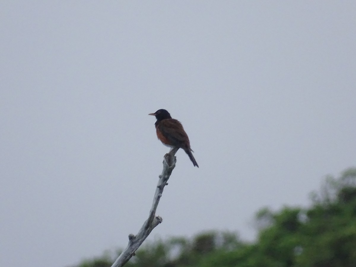 Izu Thrush - ML257999761