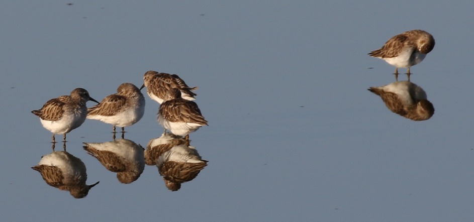 Least Sandpiper - ML25800041