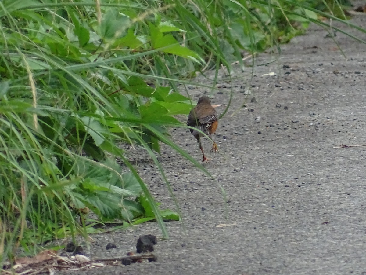 Izu Thrush - ML258000791