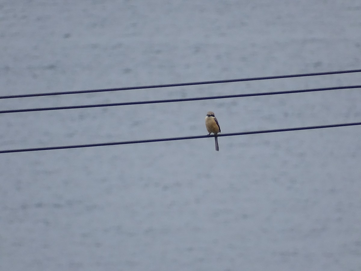 Bull-headed Shrike - ML258000811