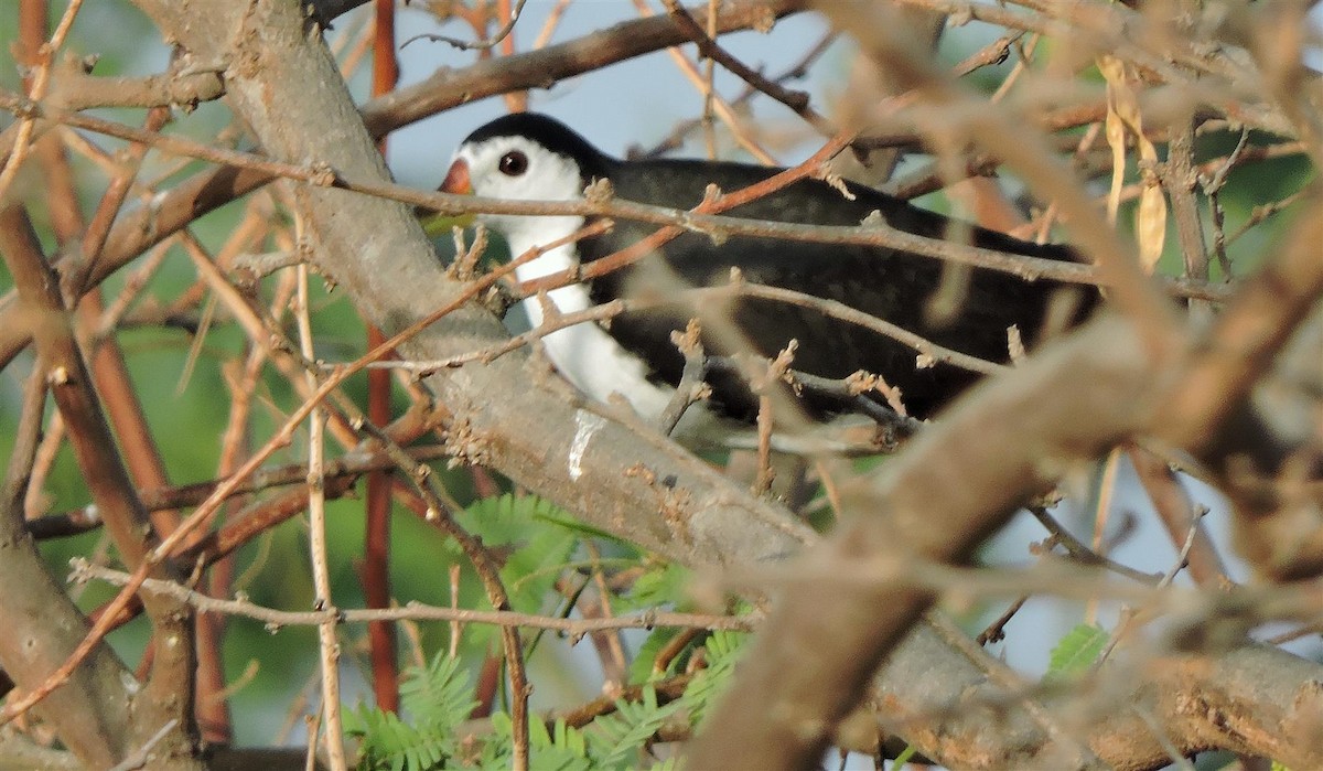 White-breasted Waterhen - Robert Tovey