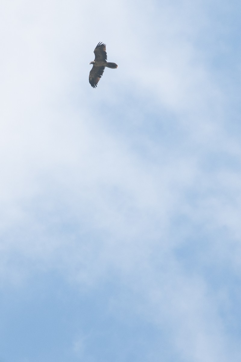Bearded Vulture (Eurasian) - ML258002271