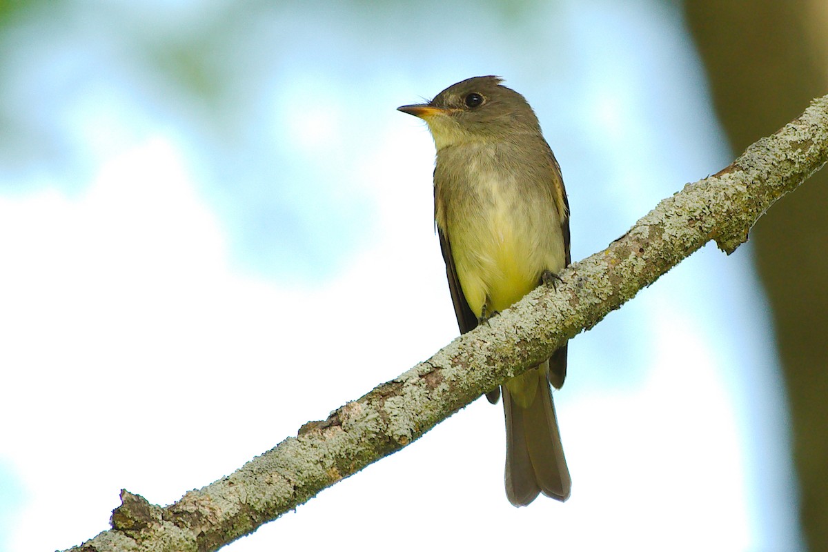 Eastern Wood-Pewee - ML258003051