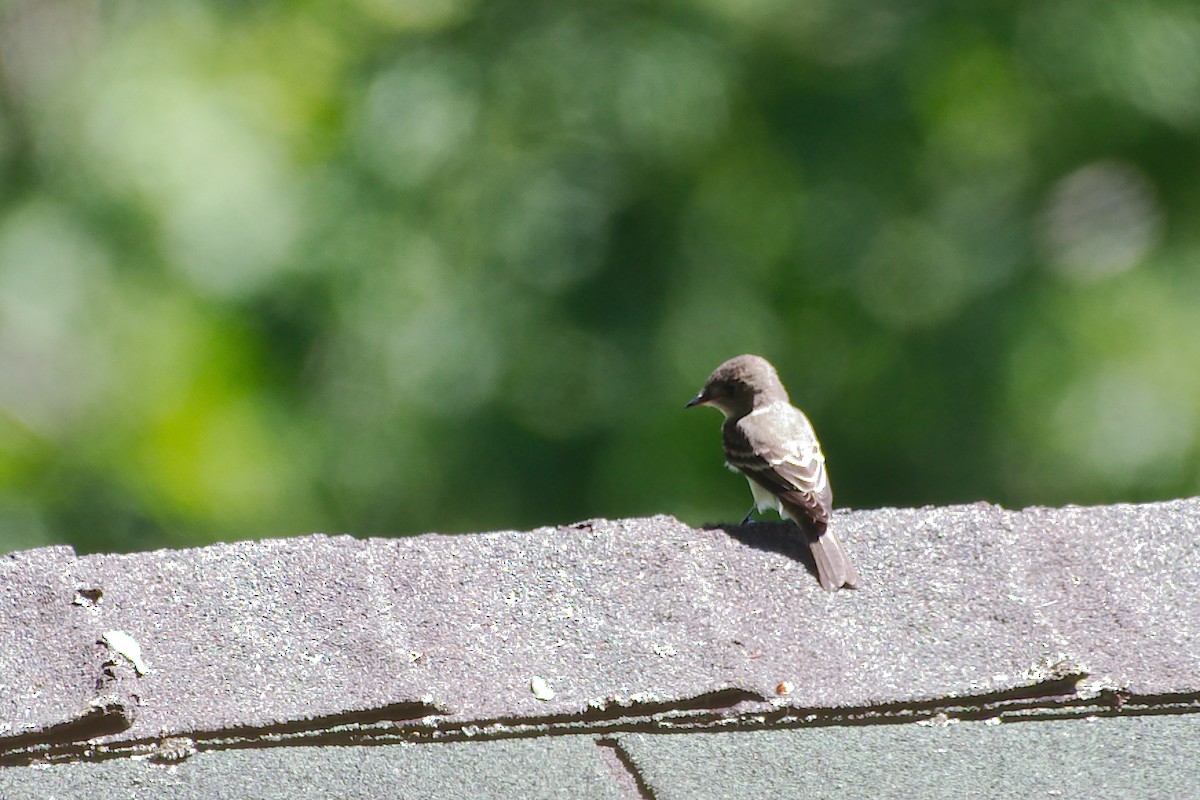 Eastern Wood-Pewee - ML258003481