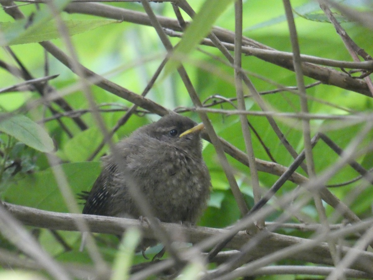 Eurasian Wren - ML258004411