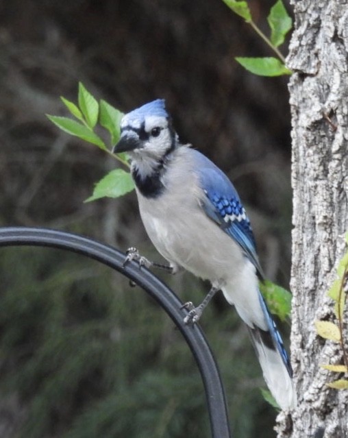 Blue Jay - ML258005971