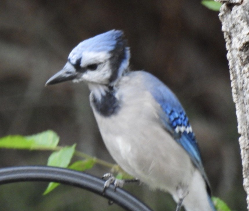 Blue Jay - Jane Edelman