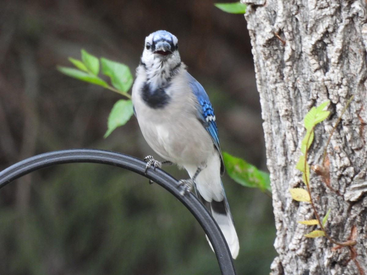 Blue Jay - ML258006001