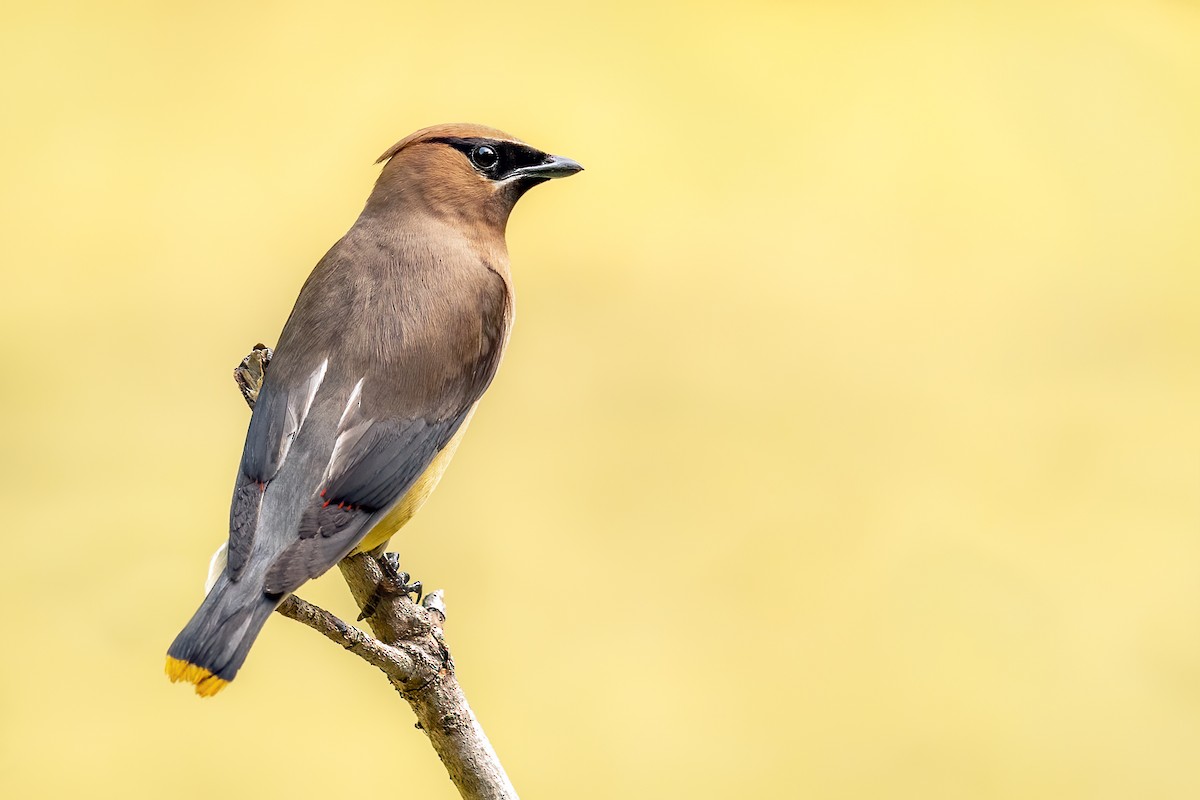 Cedar Waxwing - ML258006451