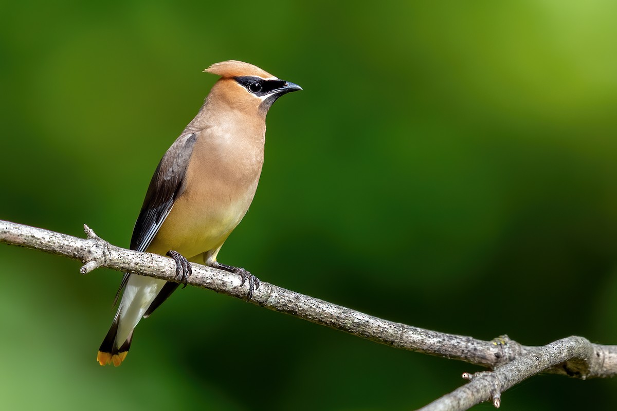 Cedar Waxwing - ML258006471