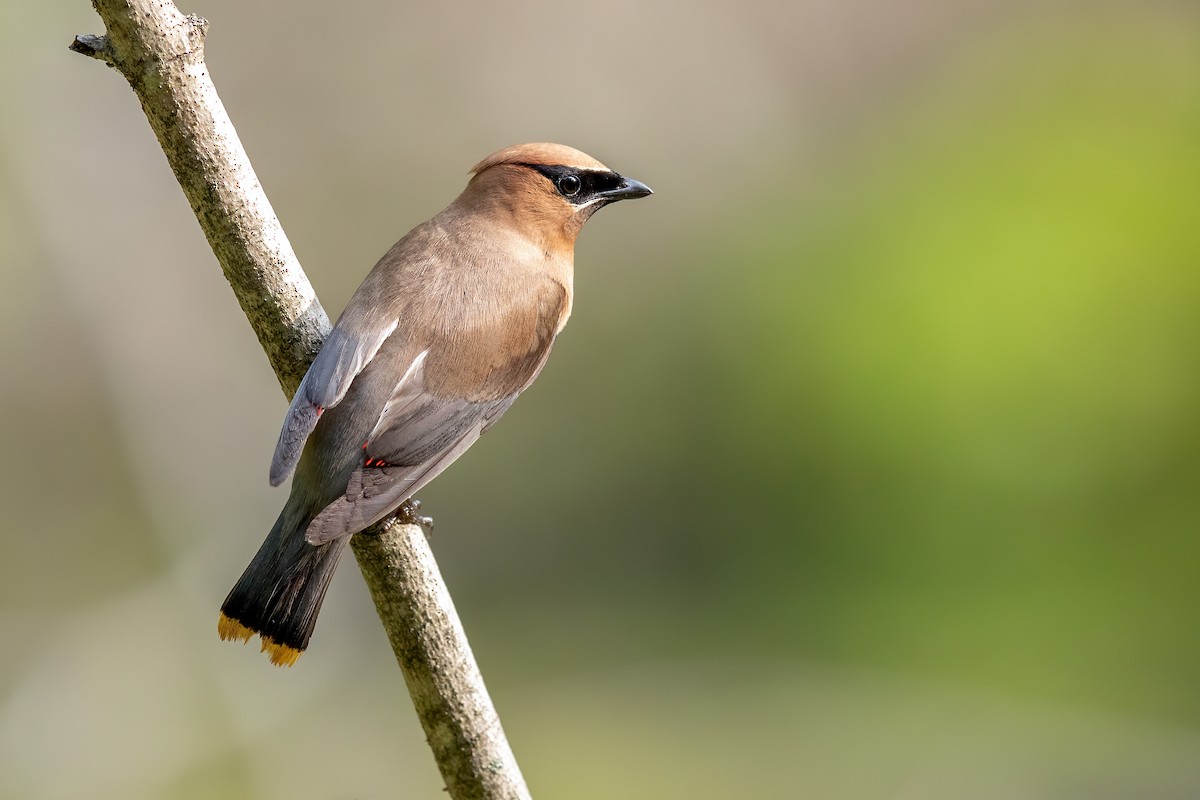Cedar Waxwing - ML258006491