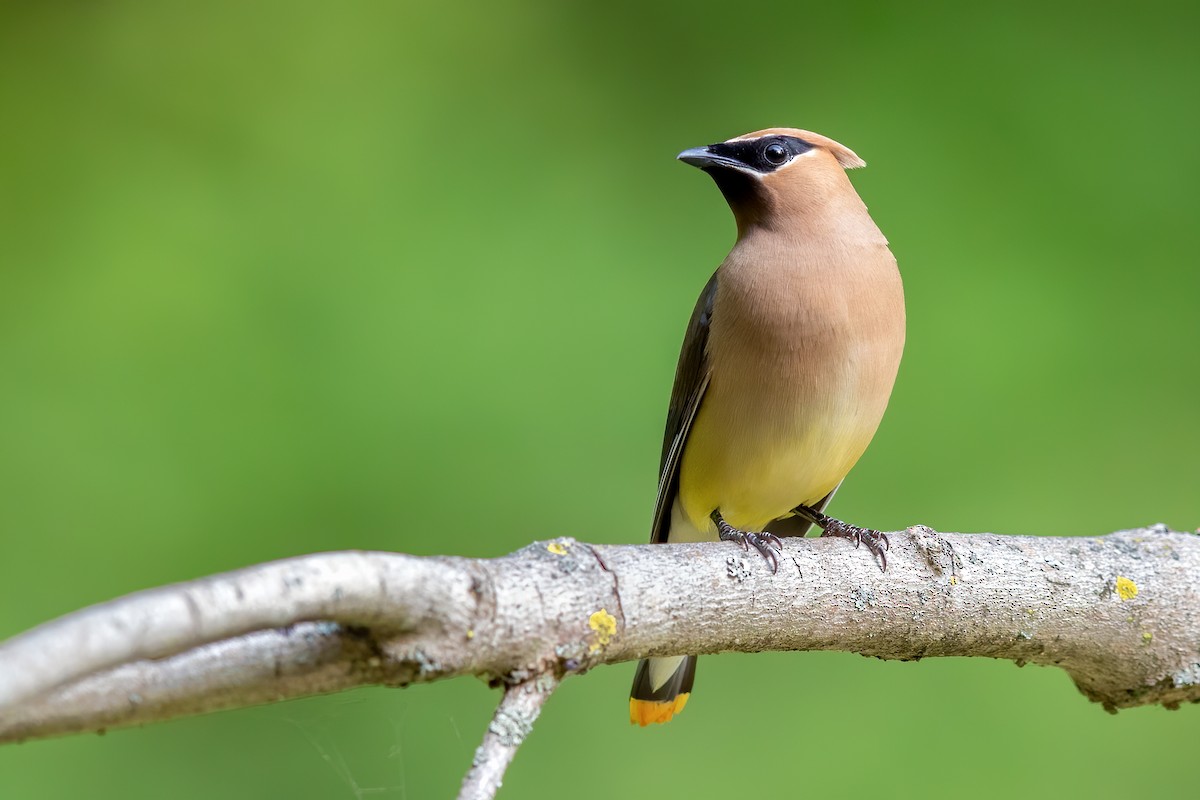 Cedar Waxwing - ML258006501
