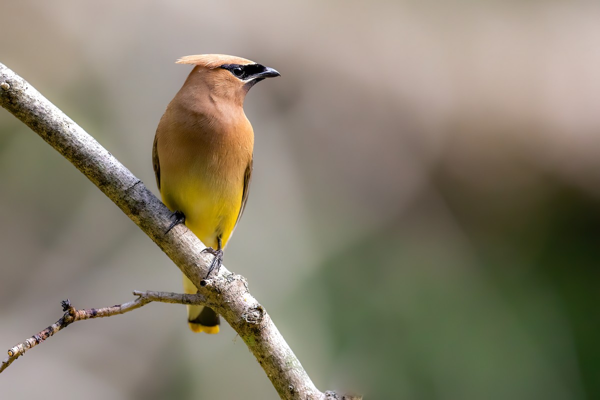 Cedar Waxwing - ML258006511
