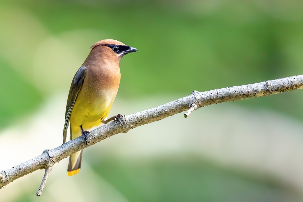 Cedar Waxwing - ML258006521