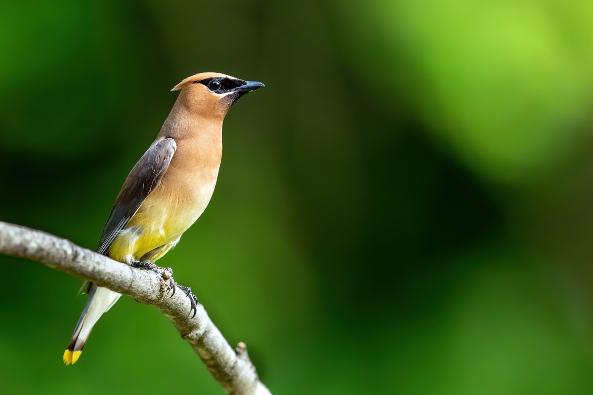 Cedar Waxwing - ML258006531
