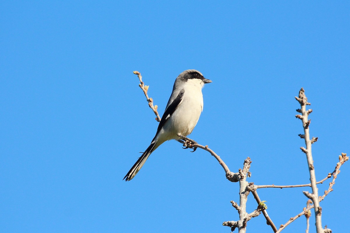 Loggerhead Shrike - Mark Stephenson