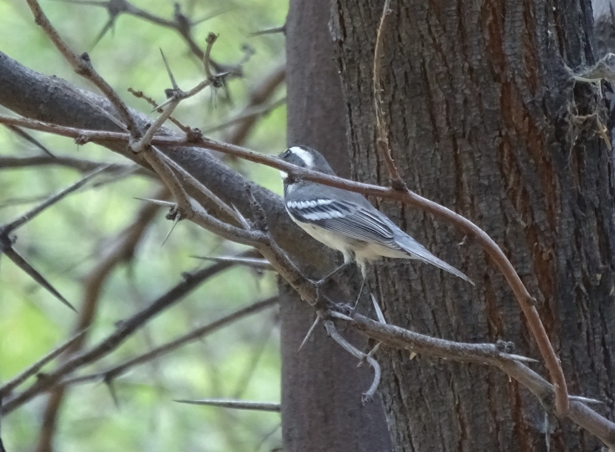 Black-throated Gray Warbler - ML258006871