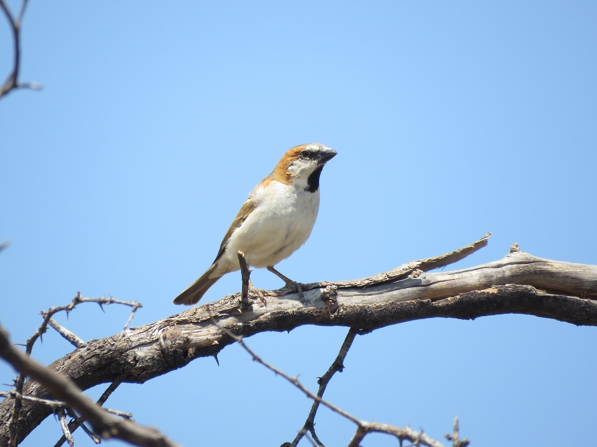 Great Rufous Sparrow - ML258007951