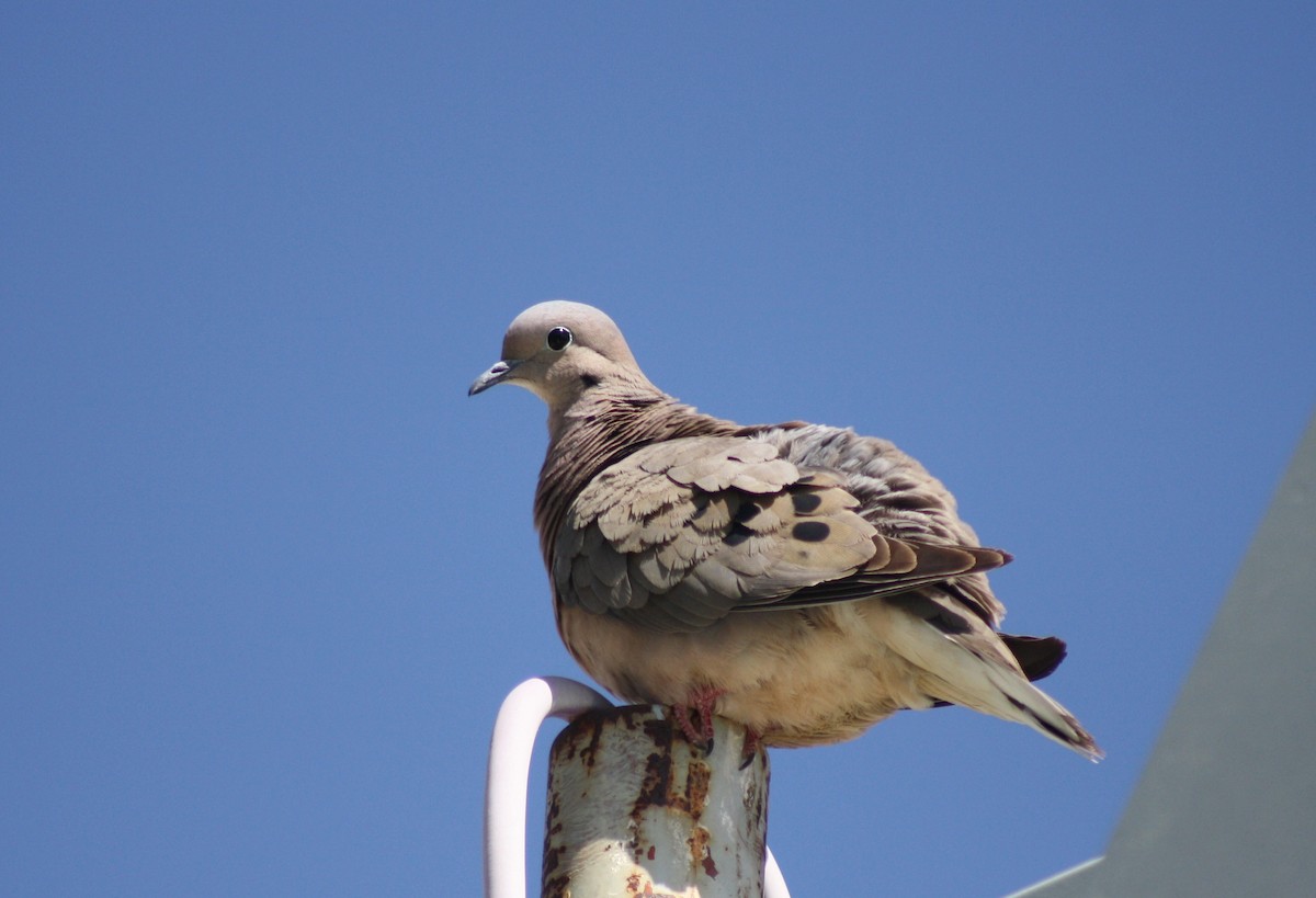 Eared Dove - ML25800801