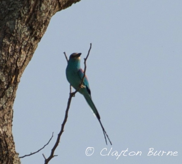 Abyssinian Roller - ML258008451