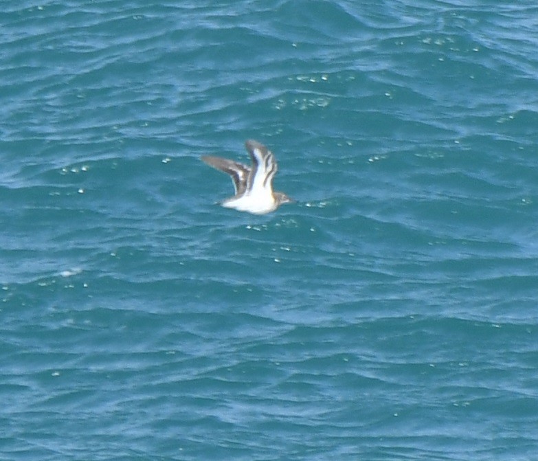 Spotted Sandpiper - ML258009291