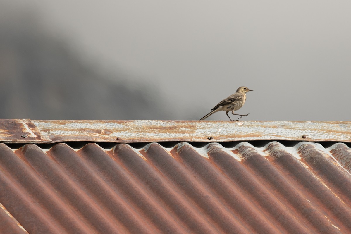 White Wagtail (White-faced) - ML258009331