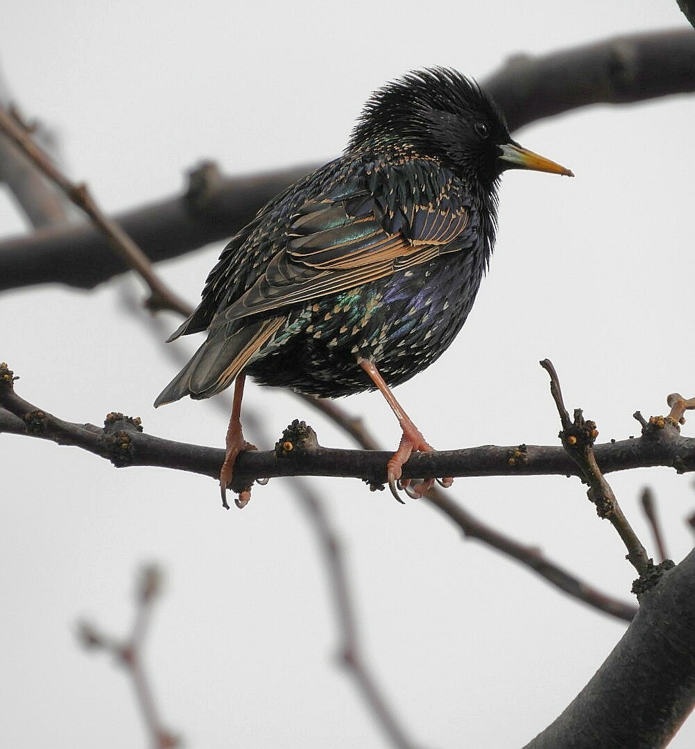 European Starling - ML258009381