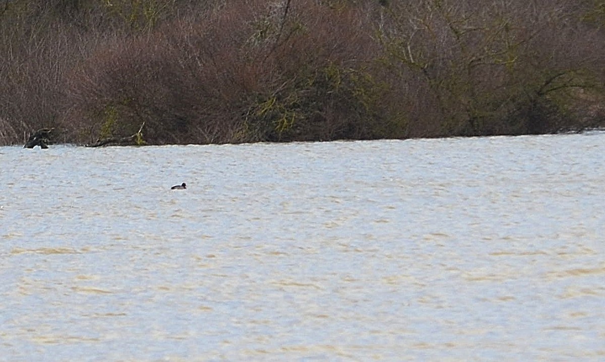 Lesser Scaup - ML258011431