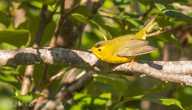 Wilson's Warbler - ML258012061
