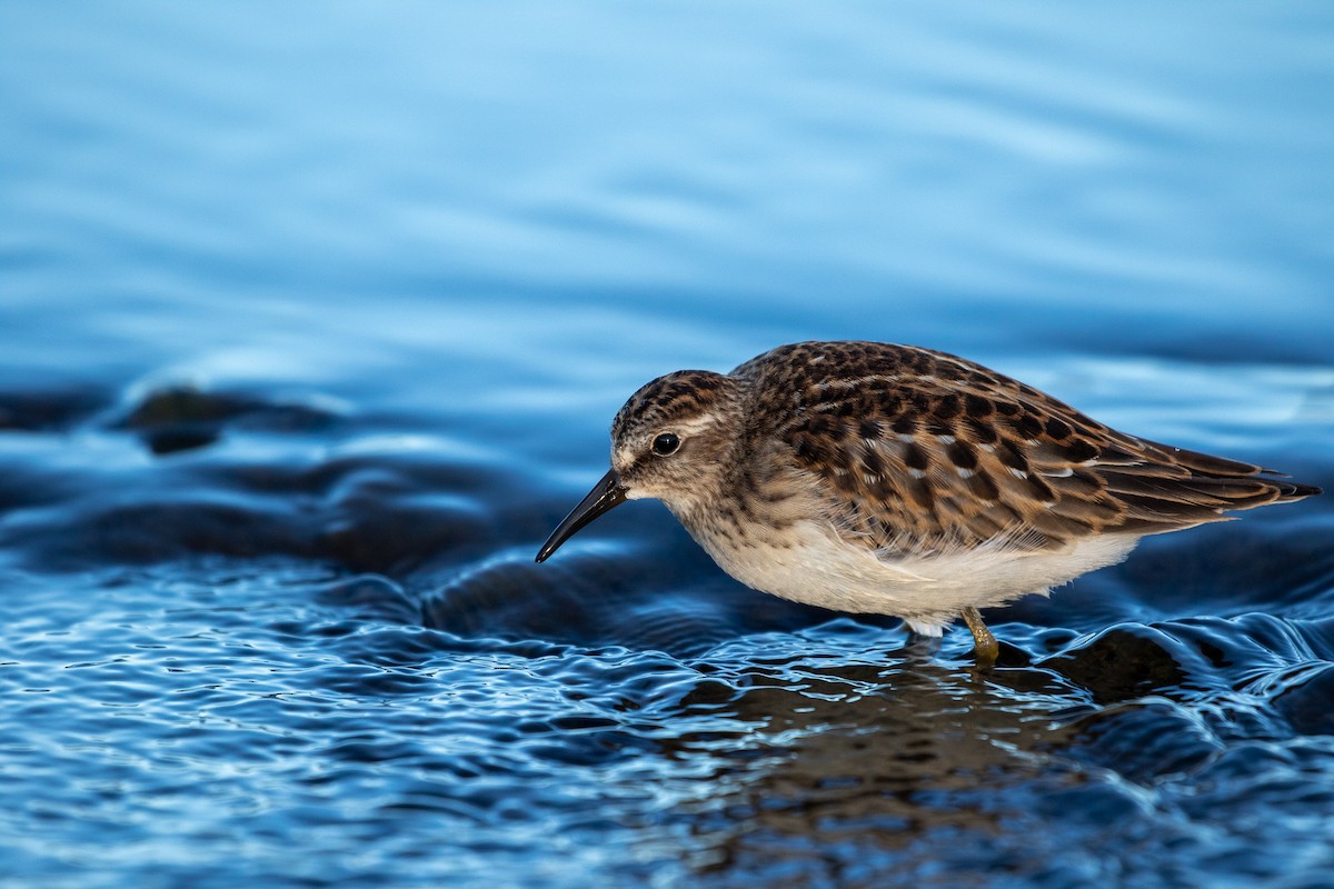 Least Sandpiper - Zach Schwartz-Weinstein