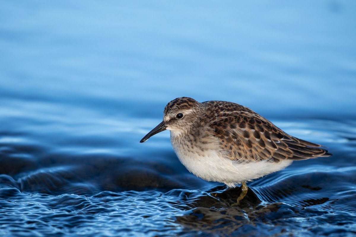 Least Sandpiper - Zach Schwartz-Weinstein