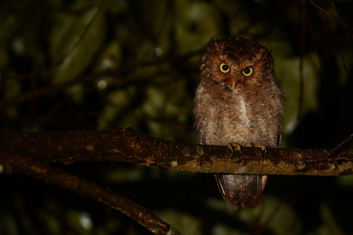 Mountain Scops-Owl - ML258012321