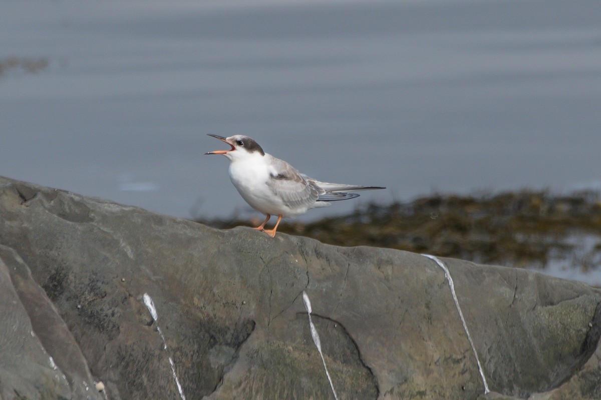 Common Tern - ML258012901