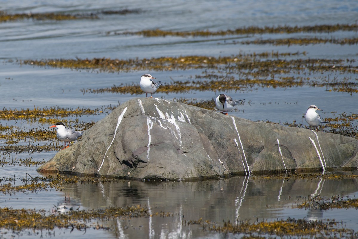 Common Tern - ML258014571