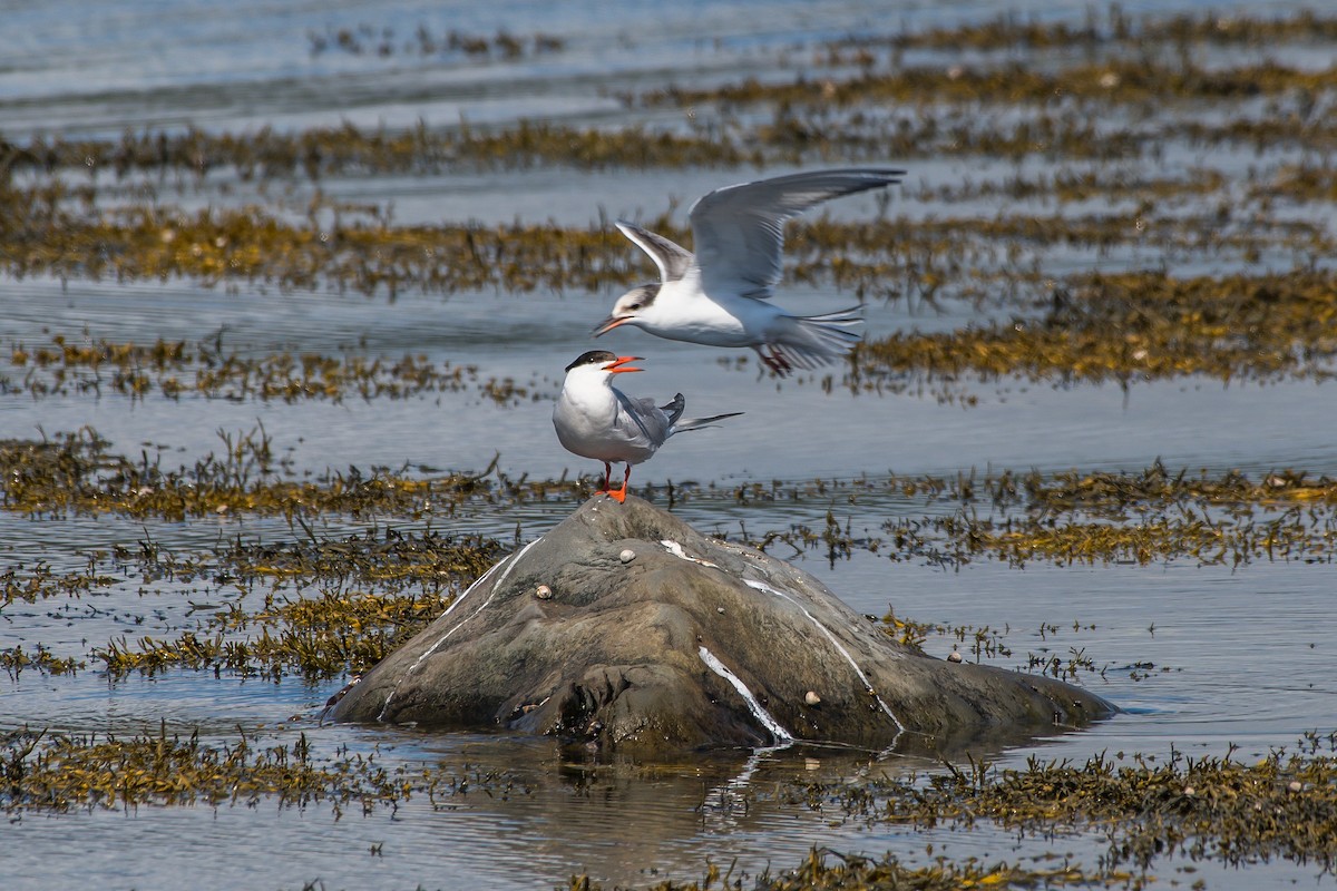 Common Tern - ML258014581